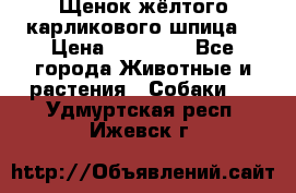 Щенок жёлтого карликового шпица  › Цена ­ 50 000 - Все города Животные и растения » Собаки   . Удмуртская респ.,Ижевск г.